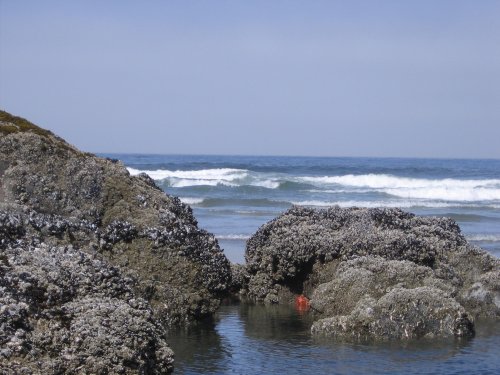 Tidal Pool